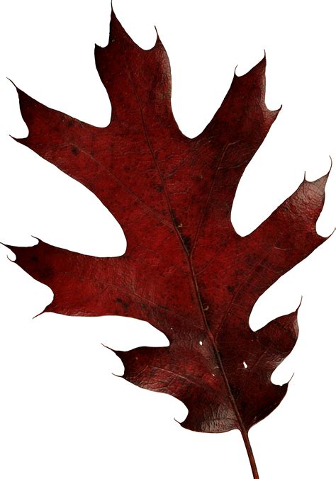 Autumn Png Leaf