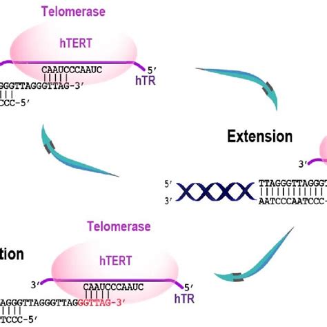 Telomere extension by Telomerase. Telomerase performs the synthesis of ...