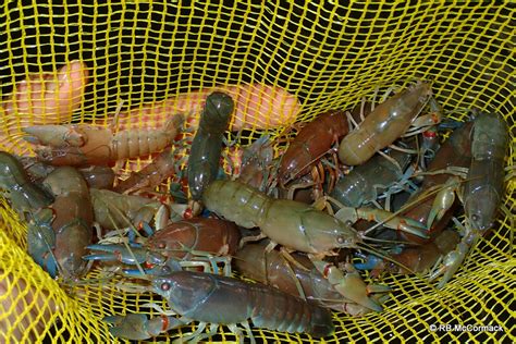 New Yabby Season Begins | Silver Perch and Mussel Hatchery, plus Yabby Farm