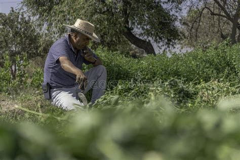 Agricultor Mexicano En La Cosecha De Alfalfa Imagen De Archivo Imagen