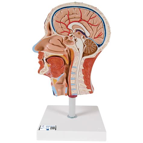 Media Cabeza Con Musculatura 3B Smart Anatomy 1000221 3B