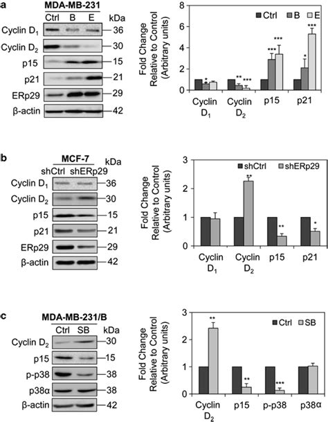 Erp29 Affects Check Point Protein Expression A Overexpression Of Download Scientific Diagram