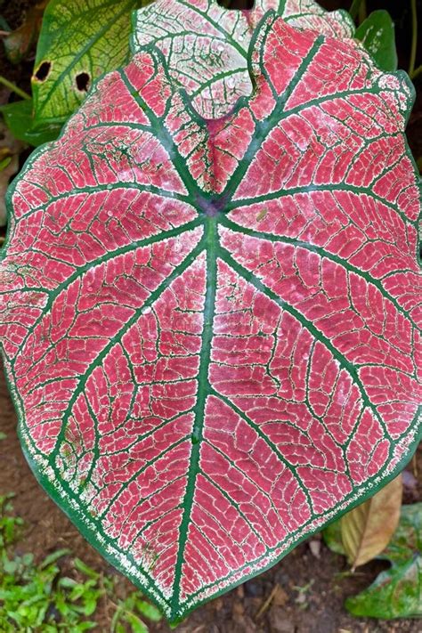 Big Leaf of Heart of Jesus Plant Growing in Costa Rica Stock Photo ...