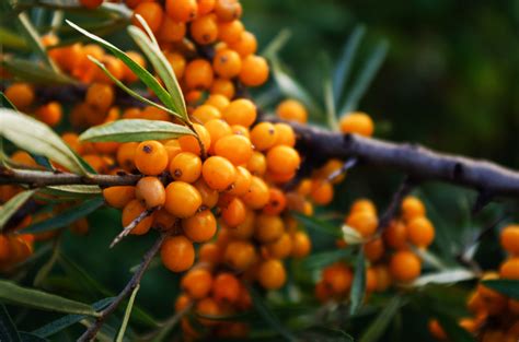 Sea Buckthorn Hippophae Rhamnoides Collesta Cream