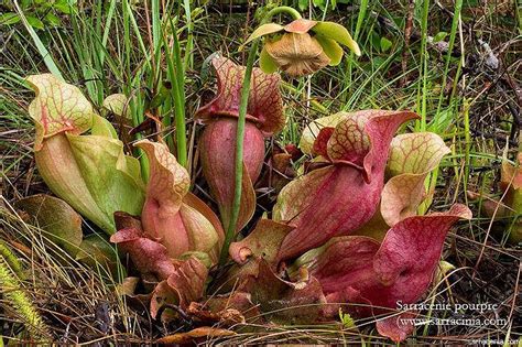 Plantes Carnivores du Québec La Sarracénie Pourpre