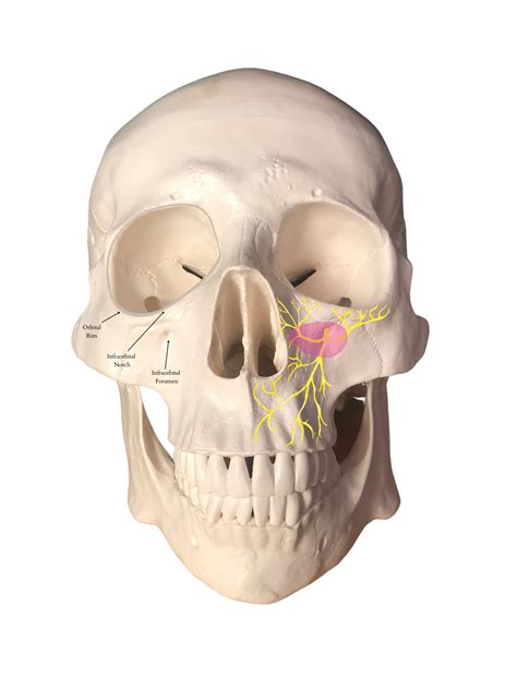 Infraorbital Nerve