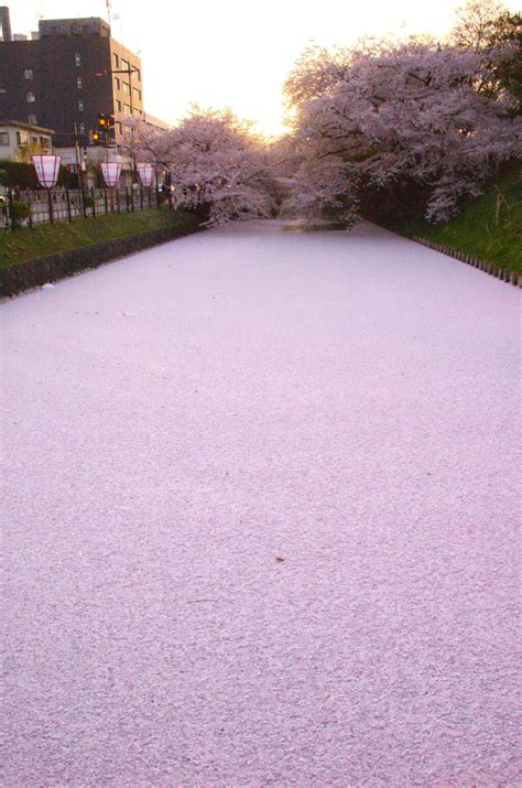 River in Japan filled with cherry blossom petals : r/pics