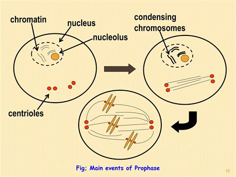 cell division pptx