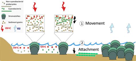 Illustration of cyanobacterial evolution leading towards the GOE. UV-C ...