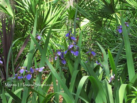 Giant Apostles Walking Iris Neomarica Caerulea Plants In My Garden Pinterest Florida