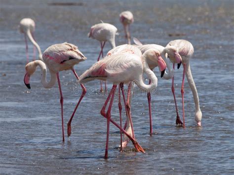 Pink Flamingos In Walvis Bay Stock Images - Image: 35673224