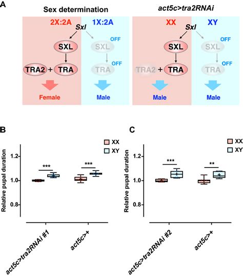 Rna Interference Mediated Knockdown Of Tra 2 Does Not Affect The