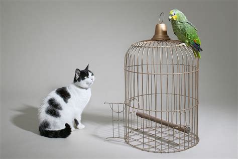 Do Parrots Get Along With Other Pets?