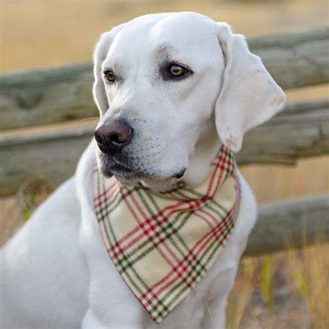 Christmas Plaid Dog Bandana Red Green Plaid Dog Bandana Etsy Dog