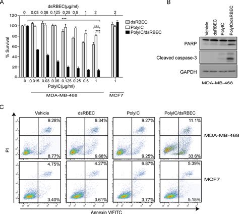 Polyic Dsrbec Induces Apoptosis In Mda Mb But Not In Mcf Cells A