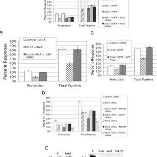 Grb2 And Nck2 Are Required For Activation Of N WASP A Cells Were