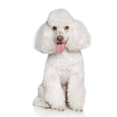 Where to Find Poodle Puppies for Sale - Dogable