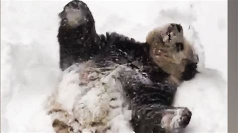 Giant panda’s heartwarming snow day | CNN