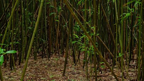 Vr Hiking Through The Bamboo Forest On The Road To Hana Maui