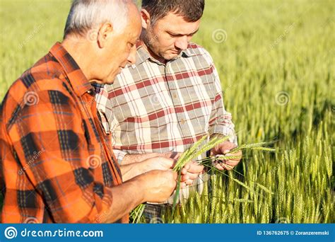 Two Farmers In A Field Examining Wheat Crop Stock Image Image Of