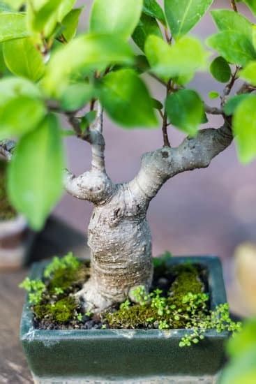 Come Recuperare Il Bonsai Mondo Bonsai