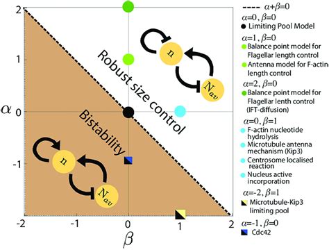 Phase Diagram Of The Size Dependent Growth Model Phase Diagram Of The