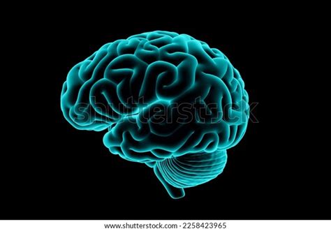 3d Illustration Human Brain Realistic Xray Stock Illustration ... 