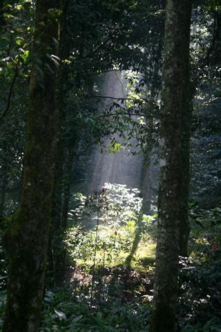 kerala-forests - Kerala Click.com