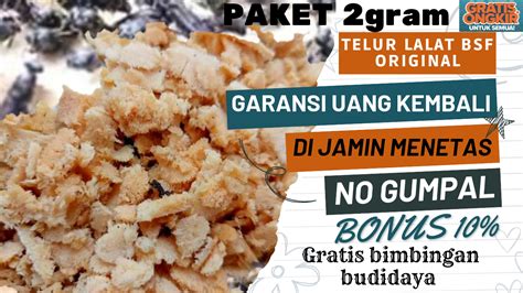 Telur Bsf Termurah Paket Gram Telur Maggot Bsf Original Telur Lalat