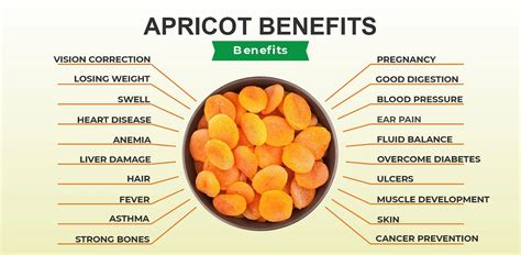 Apricot Benefits Side Effect And Uses By Apnapoint Medium