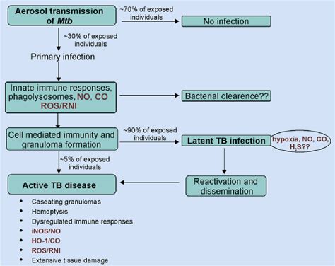 Schematic Overview Of Mtb Infection Mtb Infection Is Initiated When An Download Scientific