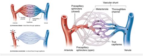 Blood Vessels Physiology A P Ii Flashcards Quizlet