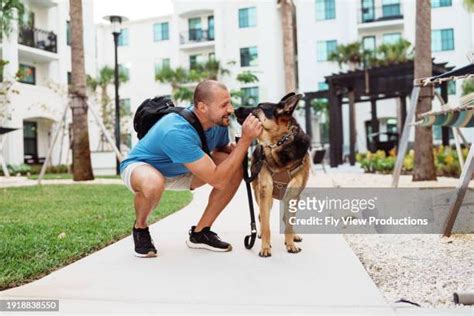 243 German Shepherd Service Dog Stock Photos High Res Pictures And