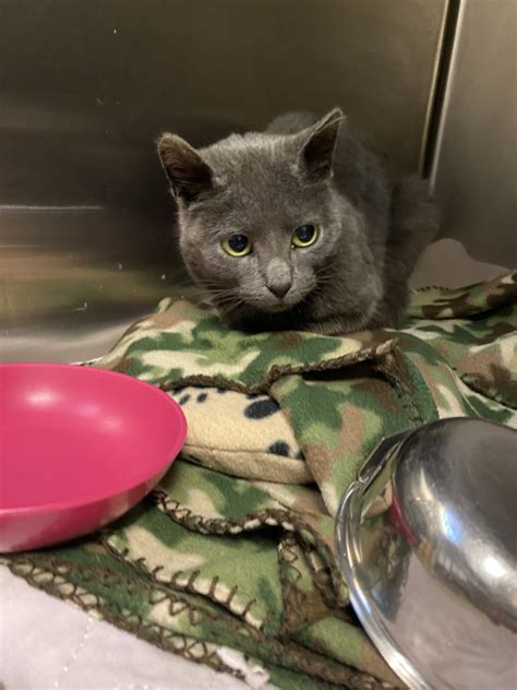 animal allies duluth mn 1