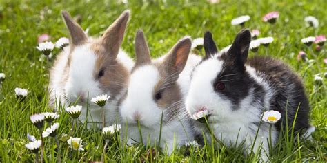 15 Best Rabbit Breeds