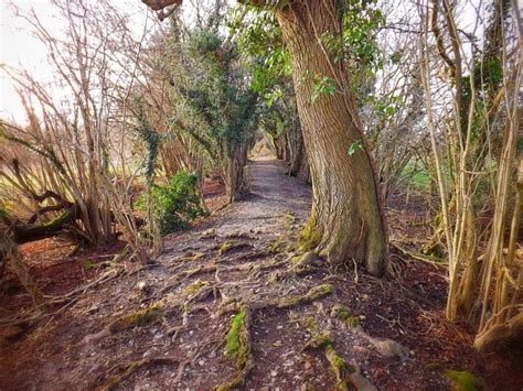 Walking Stane Street Bury Hill To Eartham Wood Roman Britain West