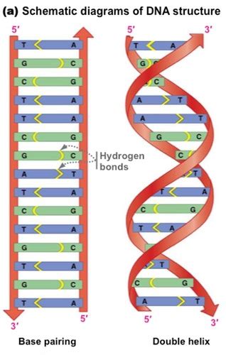 Biology chapter 16 (TO BE CONTINUED) Flashcards | Quizlet