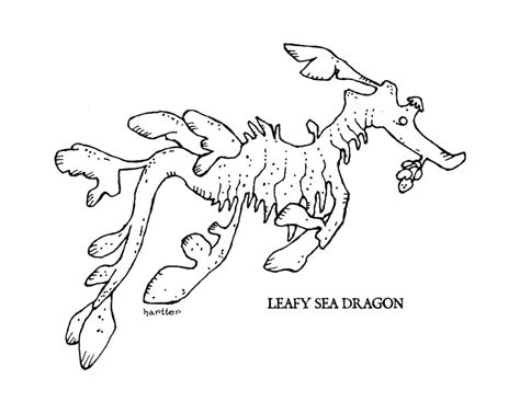 Sea Dragon Coloring Pages At Getdrawings Free Download