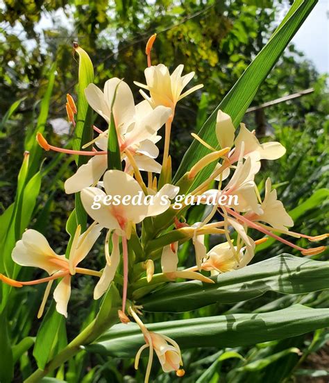 1 Rhizome Hedychium Gahilii Butterfly Ginger Lily Rhizome Only Not