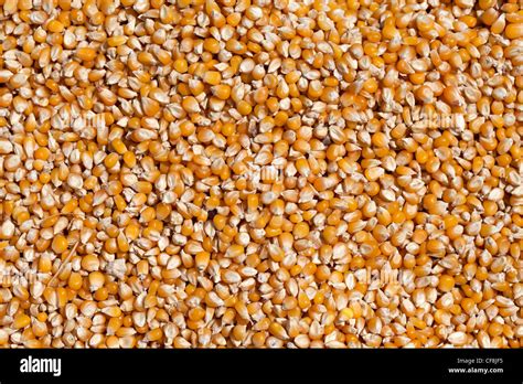 corn beans  res stock photography  images alamy