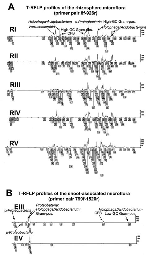 T Rflp Pro Fi Les Produced By Alui Digestion Of 16s Rrna Gene Amplicons Download Scientific