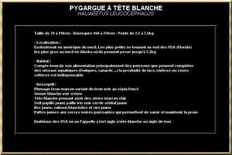 Pygargue A Tete Blanche