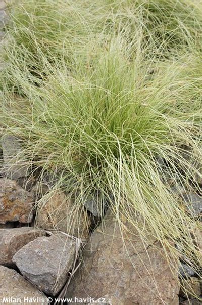 Carex Comans Frosted Curls Gartencz