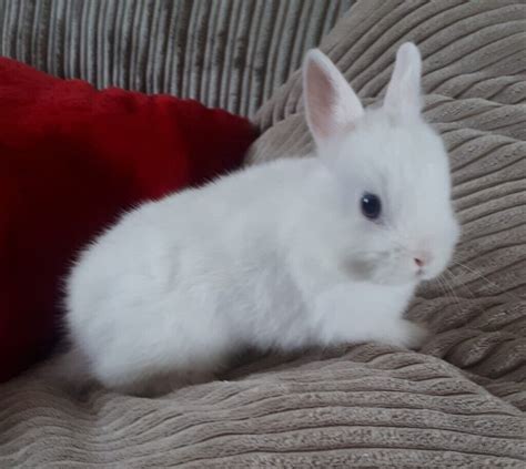 Pure Bred Blue Eyed White Netherland dwarf baby bunny for sale | in ...