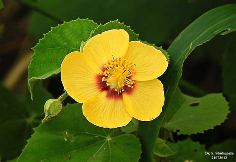 Abutilon Indicum