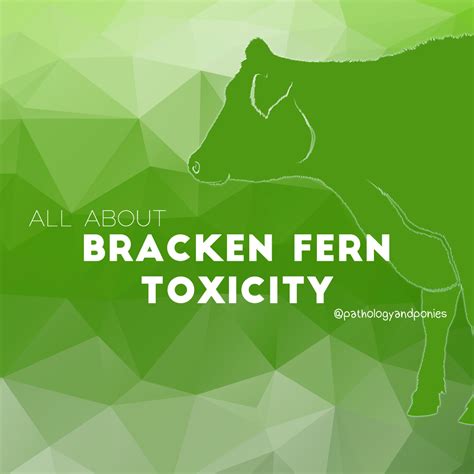 Bracken Fern Toxicity - Pathology and Ponies