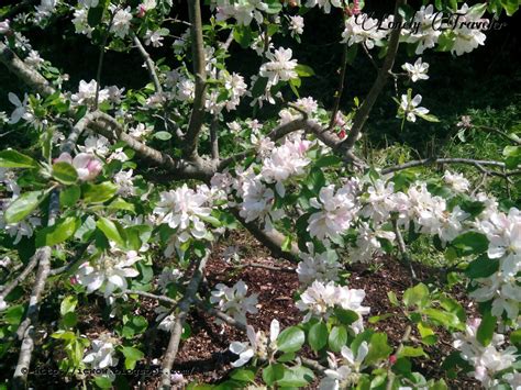 Apple Flower Malus Pumila