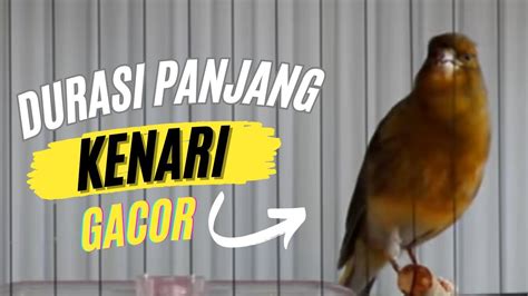 Pancingan Kenari Gacor Durasi Panjang Dijamin Nyaut Youtube