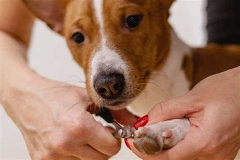 How To Trim Dog Nails That Are Overgrown Rexipets