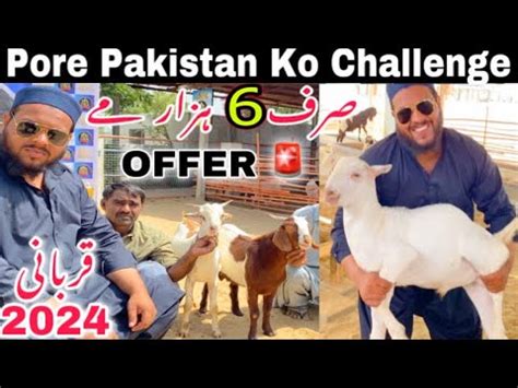 Challengepore Karachi Me Sab Se Sasta Bakra Or Palai Sirf